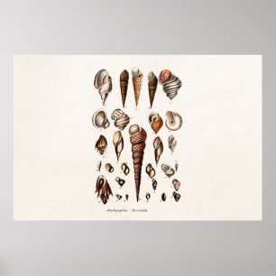 Vintage Sea Shells Personalized Retro Auger Shell Poster