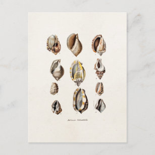 Vintage Sea Shells Personalized Retro Berge Shell Postcard