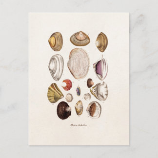 Vintage Sea Shells Personalized Retro Clam Shell Postcard