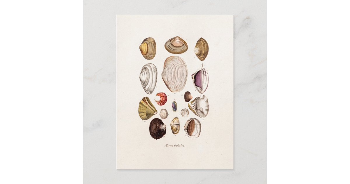 Shell Postcard Vintage Sea Shells Personalized Retro Clam Shell Postcard | Zazzle