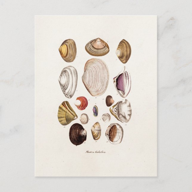 Vintage Sea Shells Personalized Retro Clam Shell Postcard (Front)