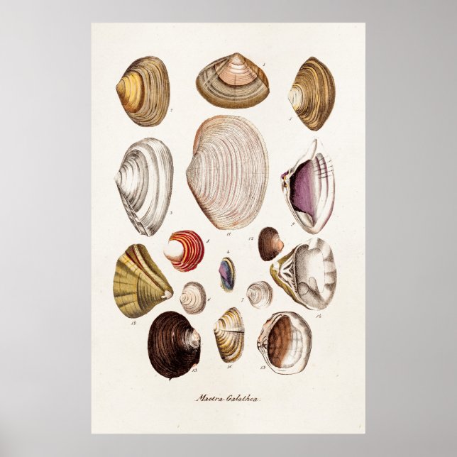 Vintage Sea Shells Personalized Retro Clam Shell Poster (Front)