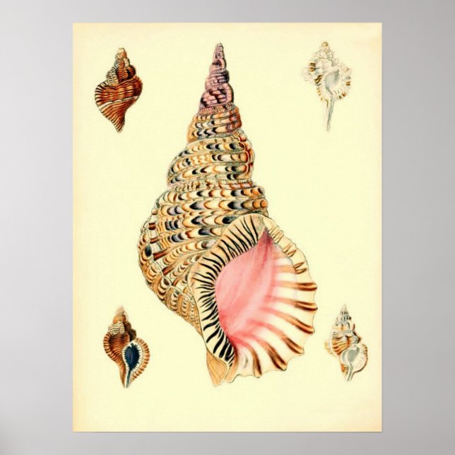 Vintage Sea Shells Poster (Front)