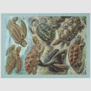 Vintage Sea Turtles and Tortoises Decoupage Tissue Paper