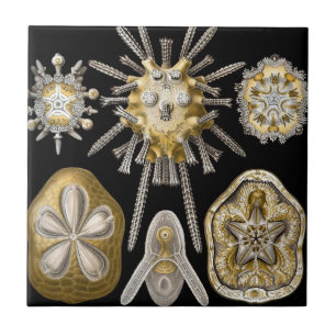 Vintage Sea Urchins Sand Dollars by Ernst Haeckel Ceramic Tile