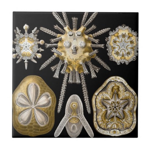 Vintage Sea Urchins Sand Dollars by Ernst Haeckel Ceramic Tile