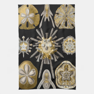 Vintage Sea Urchins Sand Dollars by Ernst Haeckel Kitchen Towel