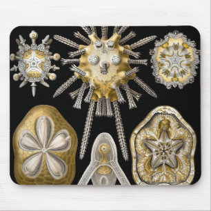 Vintage Sea Urchins Sand Dollars by Ernst Haeckel Mouse Pad