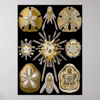 Vintage Sea Urchins Sand Dollars By Ernst Haeckel Poster by Ernst_Haeckel_Art at Zazzle