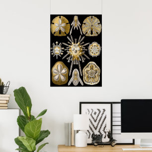 Vintage Sea Urchins Sand Dollars by Ernst Haeckel Poster