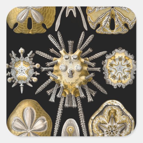 Vintage Sea Urchins Sand Dollars by Ernst Haeckel Square Sticker