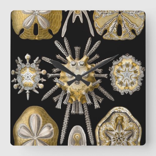Vintage Sea Urchins Sand Dollars by Ernst Haeckel Square Wall Clock