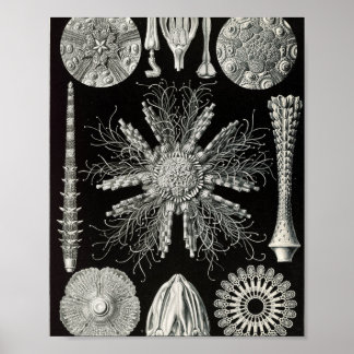 Vintage Sea Urchins Scientific Illustration Poster