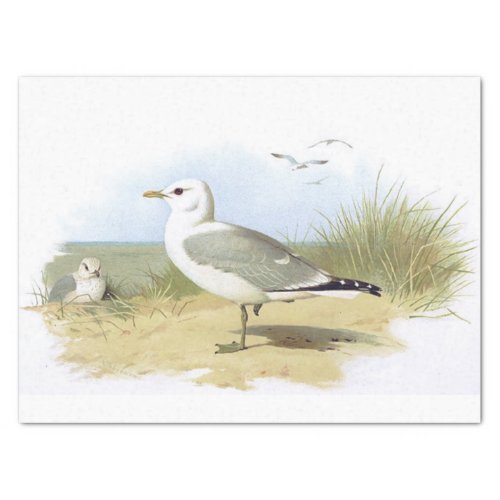 Vintage Seagull Bird Beach Grass Ocean Seaside     Tissue Paper