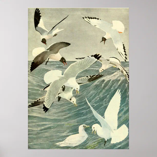 Vintage Seagull Ocean Bird Beach Poster | Zazzle