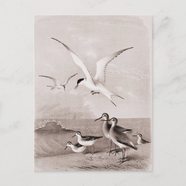 Vintage Seagulls Customized Retro Seagull Template Postcard (Front)