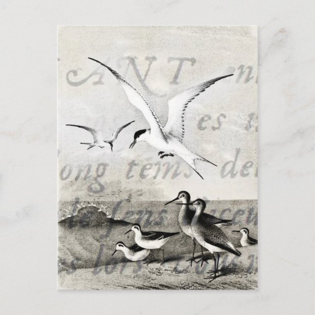 Vintage Seagulls Customized Retro Seagull Template Postcard (Front)
