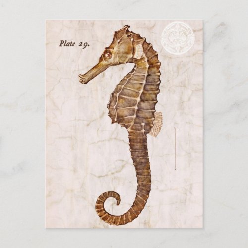 Vintage Seahorse _ Antique Seahorses Customized Postcard