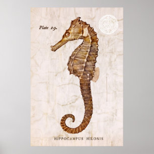 Vintage Seahorse - Antique Seahorses Customized Poster
