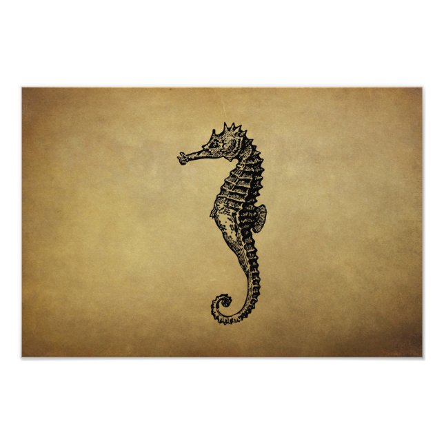 Vintage Seahorse Illustration Photo Print (Front)