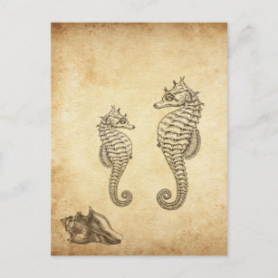 Vintage Seahorses and Conch Shell Beach Postcard