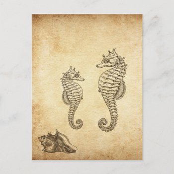 Vintage Seahorses And Conch Shell Beach Postcard by TheBeachBum at Zazzle