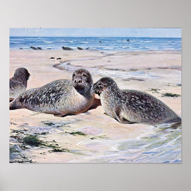 Vintage Seals on the Beach Art Poster (Front)