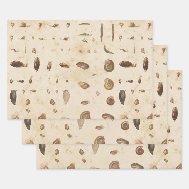 Vintage Seashell and Snail Wrapping Paper Sheets (Set)