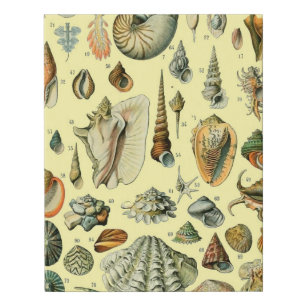 Vintage Seashell Print Adolphe Millot Coastal 