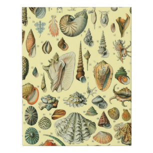 Vintage Seashell Print Adolphe Millot Coastal 