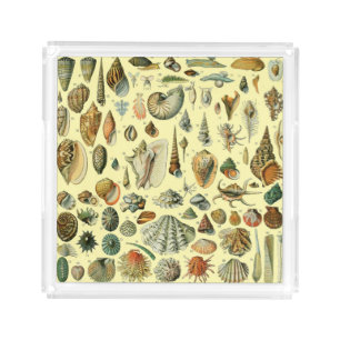 Vintage Seashell Print Adolphe Millot Coastal Acrylic Tray
