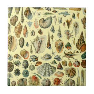 Vintage Seashell Print Adolphe Millot Coastal Ceramic Tile
