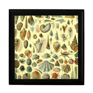 Vintage Seashell Print Adolphe Millot Coastal Gift Box