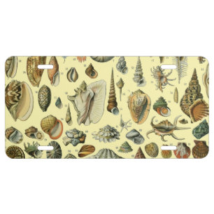 Vintage Seashell Print Adolphe Millot Coastal License Plate