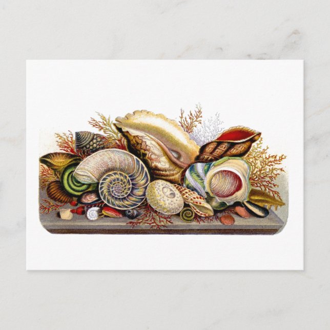 Vintage Seashell Print Postcard (Front)