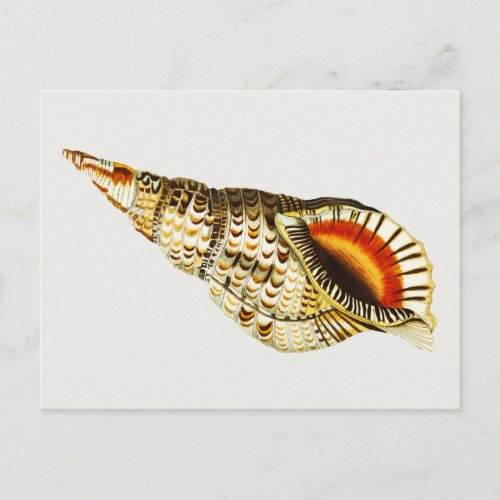 Vintage Seashell trumpet Illustration Postcard