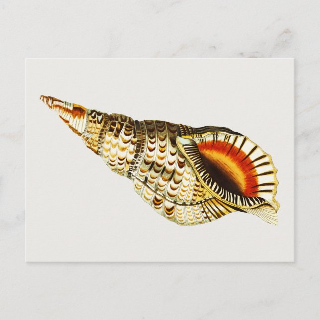 Vintage Seashell trumpet Illustration Postcard (Front)