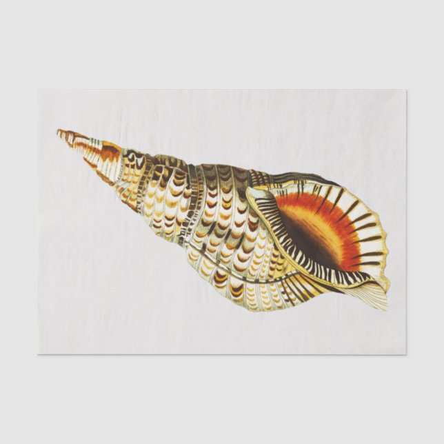 Vintage Seashell trumpet Illustration Tissue Paper (Front)