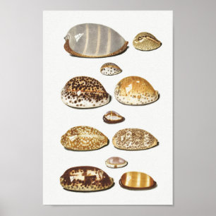 Vintage Seashells Illustration Poster