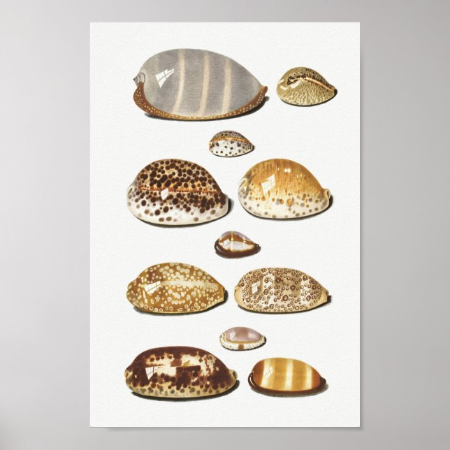 Vintage Seashells Illustration Poster (Front)