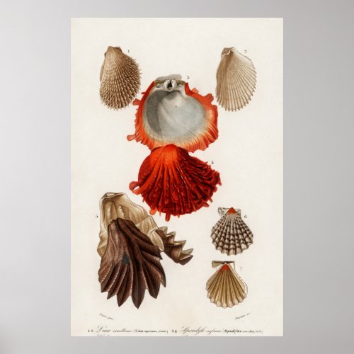 Vintage Seashells Illustration Poster