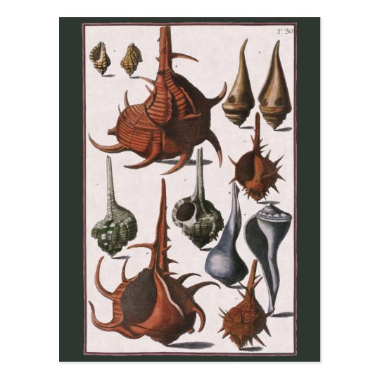 Vintage Seashells, Marine Ocean Animals Sea Shells Postcard