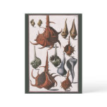 Vintage Seashells, Ocean Sea Shells Marine Life