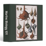 Vintage Seashells, Ocean Sea Shells Marine Life Binder