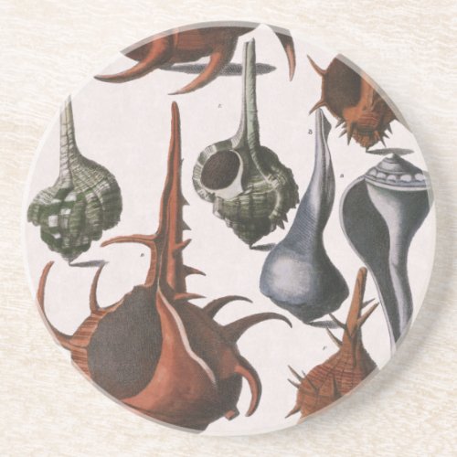 Vintage Seashells Ocean Sea Shells Marine Life Coaster