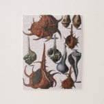 Vintage Seashells, Ocean Sea Shells Marine Life Jigsaw Puzzle