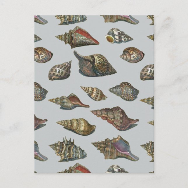 Vintage Seashells Postcard (Front)