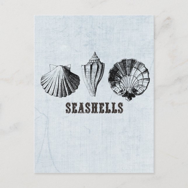 Vintage Seashells Postcard (Front)