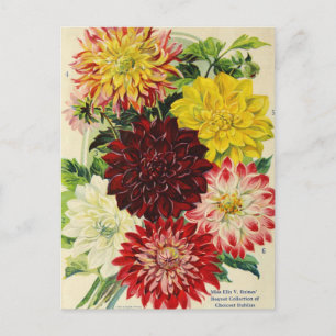 Vintage Seed Ad Postcard