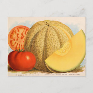 Vintage Seed Ad Postcard